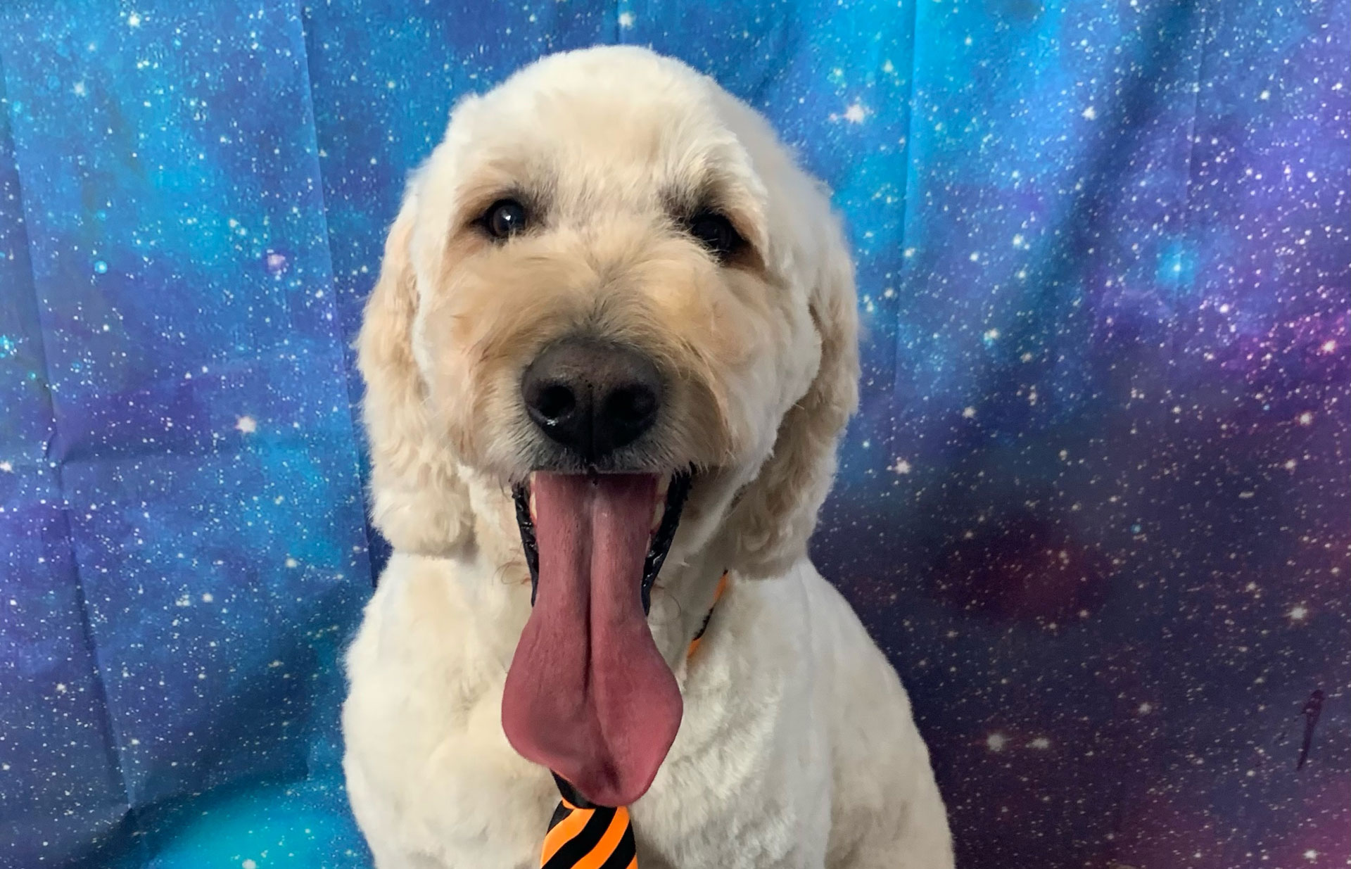 Purple Pooch Dog Grooming Destination Highgate